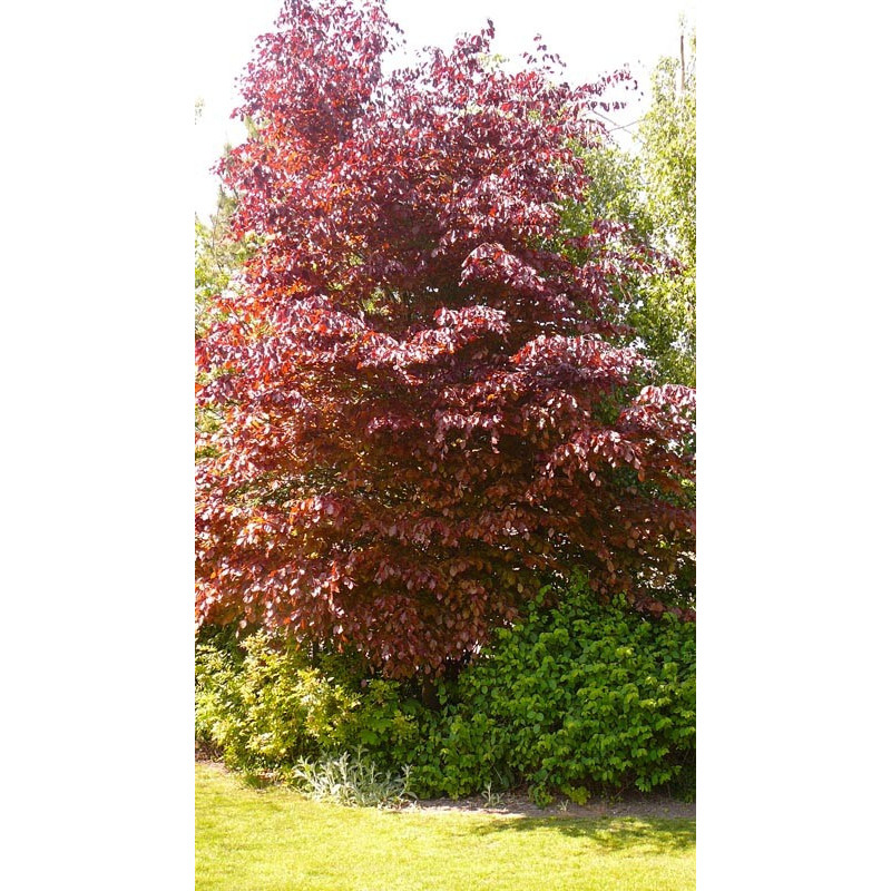 Fagus sylvatica atropunicea (hetre pourpre) Fagus sylvatica atropunicea (hetre pourpre)