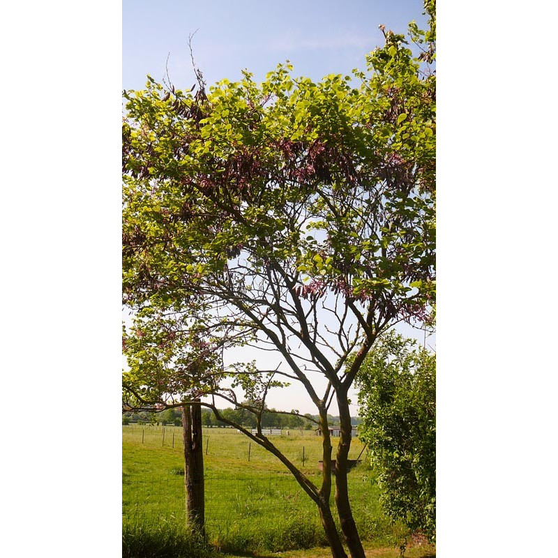 Cercis siliquastrum(arbre de judée) Cercis siliquastrum(arbre de judée)