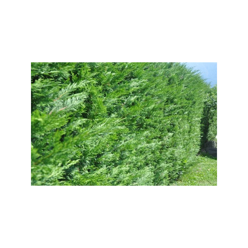 thuja plicata atrovirens thuja plicata atrovirens