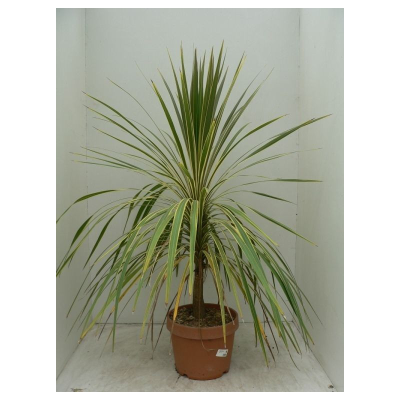 Cordyline australis "torbay dazzler " Cordyline australis "torbay dazzler "