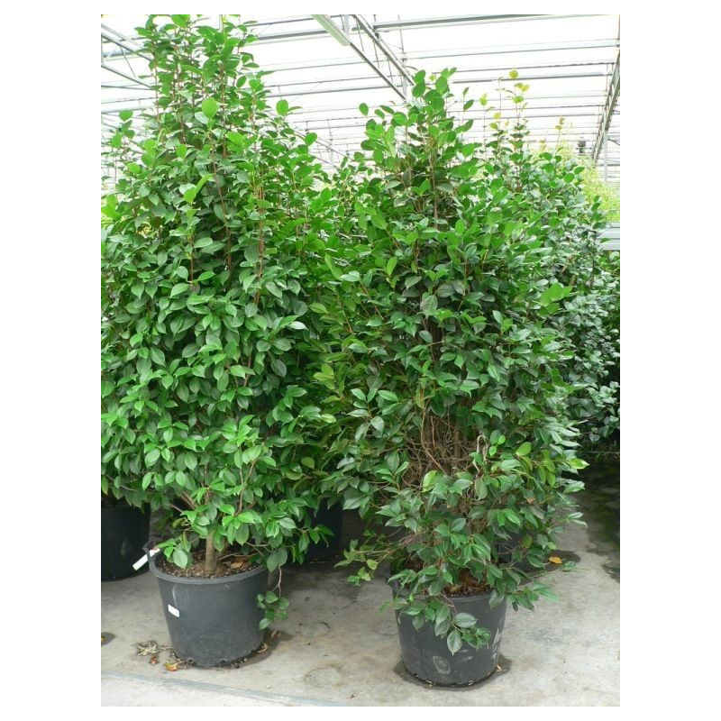 Camélia japonica 150/+ Camélia japonica 150/+