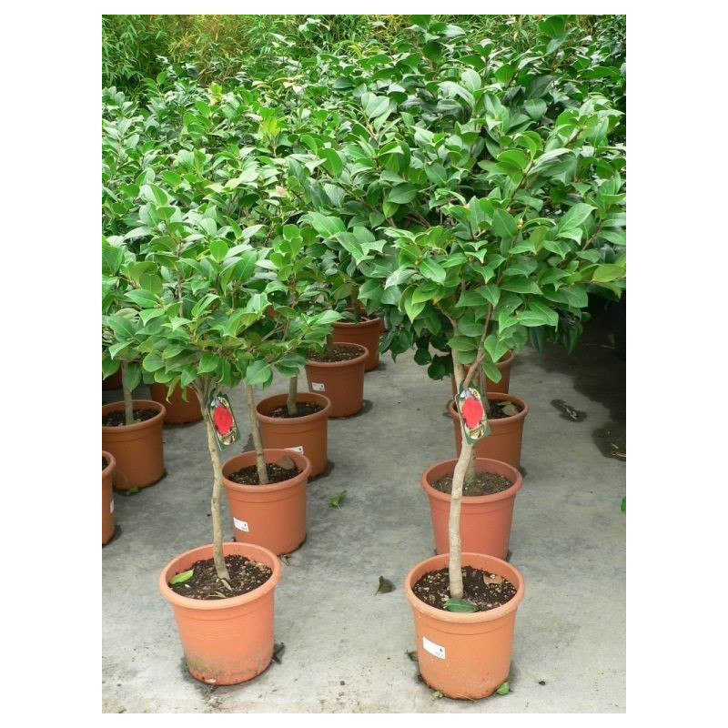 Camélia japonica demi tige Camélia japonica demi tige