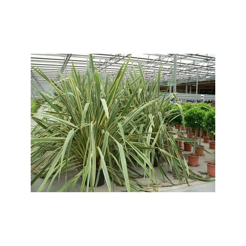 Phormium tenax "variegatum " Phormium tenax "variegatum "