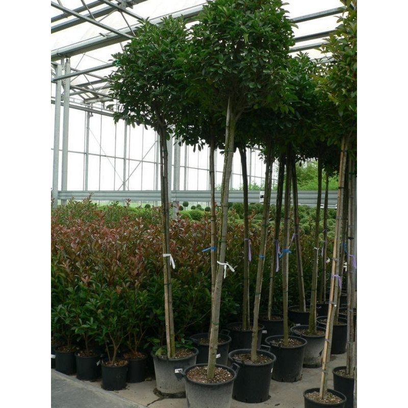 Photinia fraseri red robin tige 10/+ Photinia fraseri red robin tige 10/+