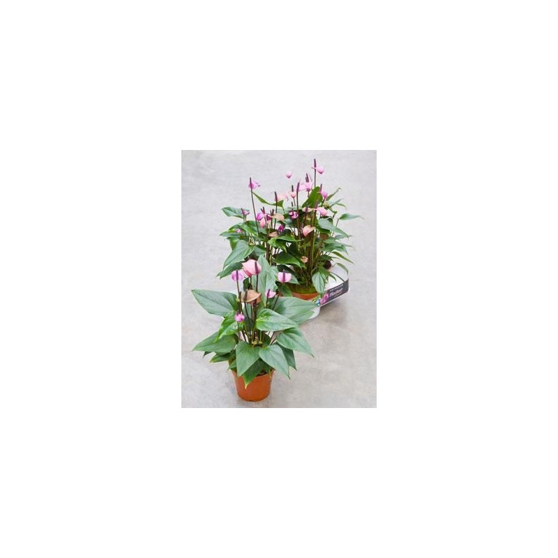 Anthurium fiorino Anthurium fiorino