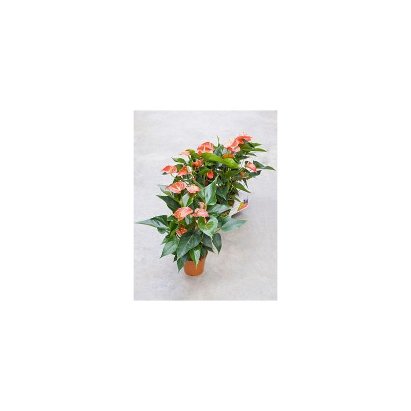 Anthurium matiz Anthurium matiz