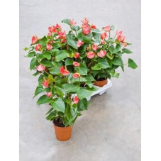 Anthurium vivaro