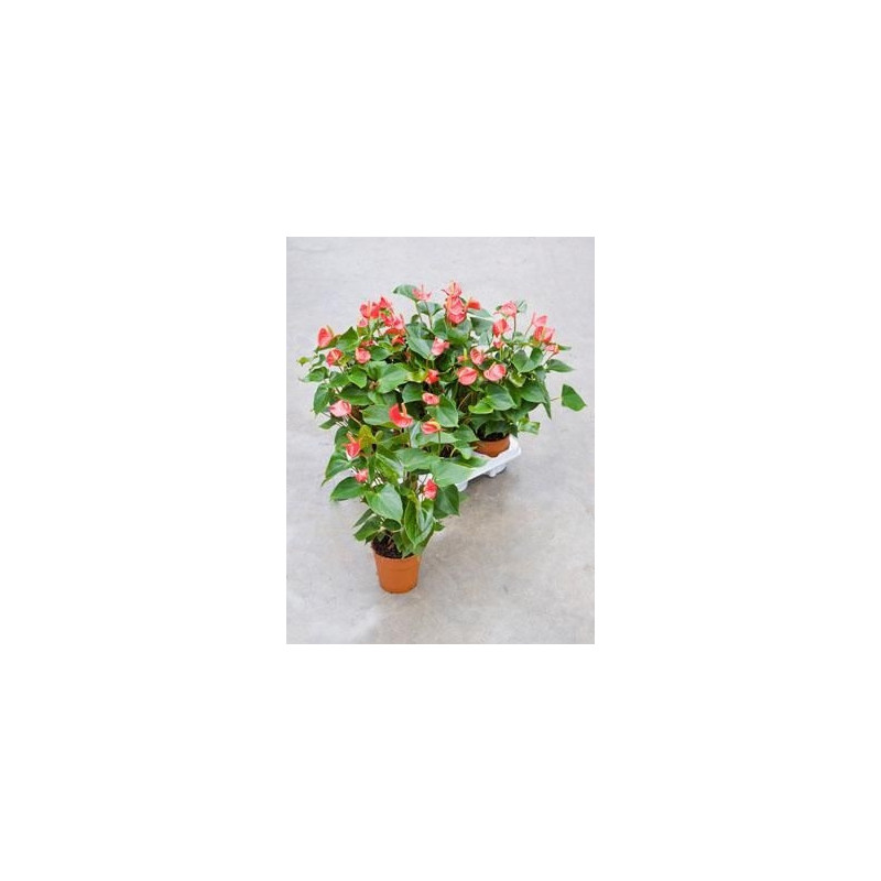 Anthurium vivaro Anthurium vivaro