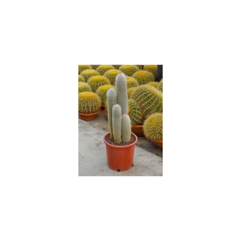 Cleistocactus strausii