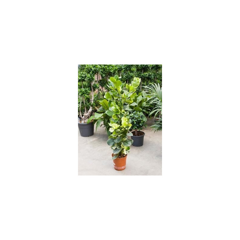 Clusia rosea white star Clusia rosea white star