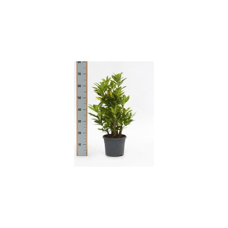 Croton gold dust Croton gold dust