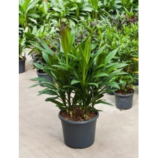 Cordyline glauca