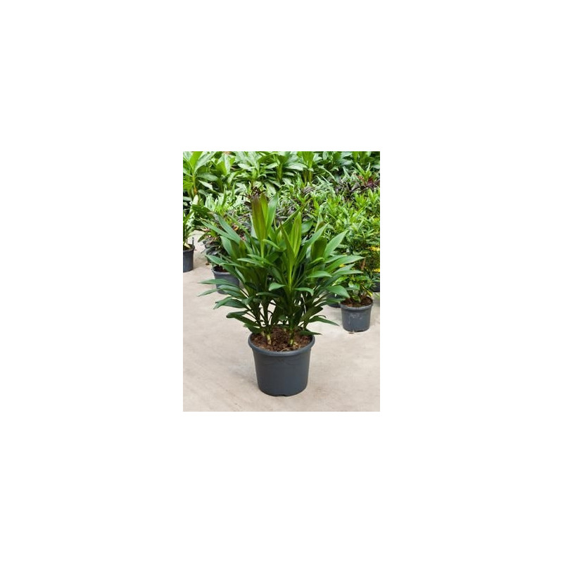 Cordyline glauca