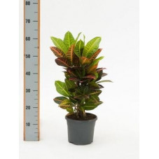 Croton petra