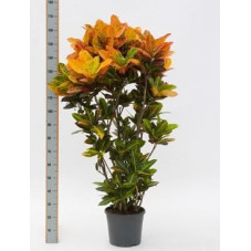 Croton petra