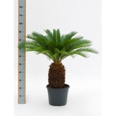 Cycas revoluta tronc