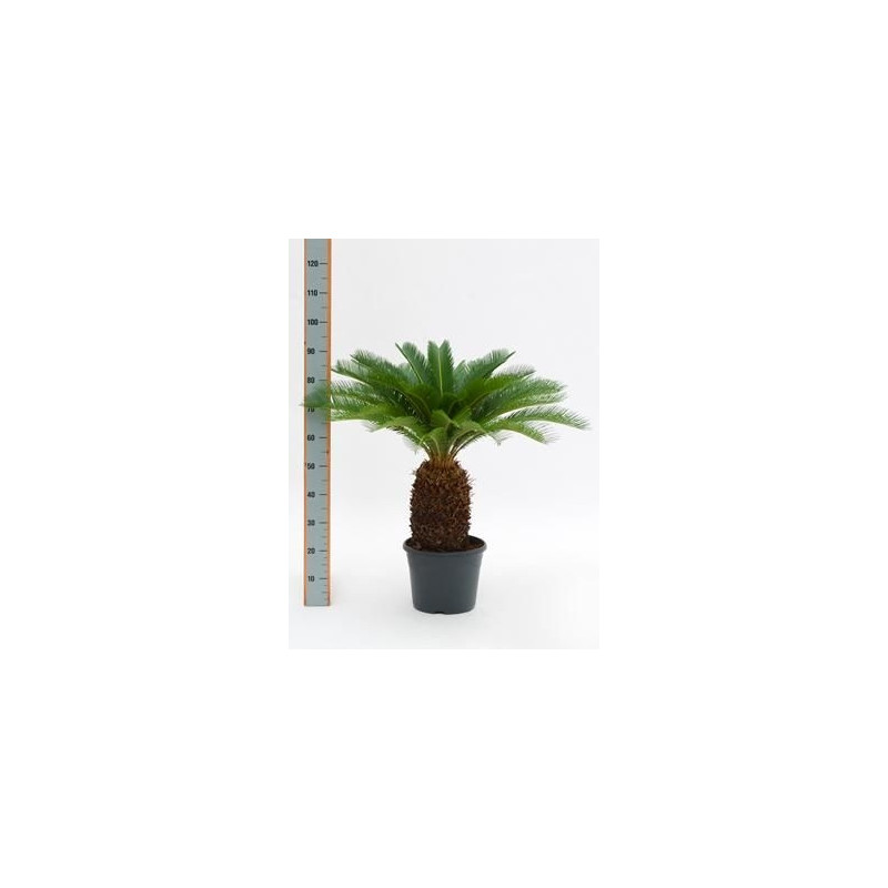 Cycas revoluta tronc