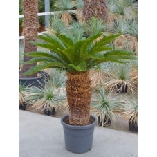 Cycas revoluta tronc