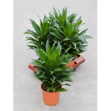 Dracaena compacta