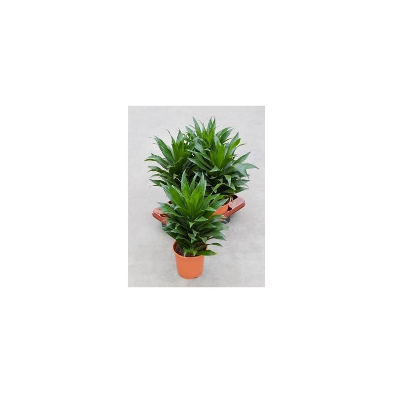 Dracaena compacta Dracaena compacta