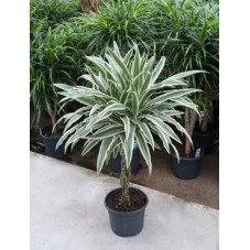 Dracaena white stripe torsadé