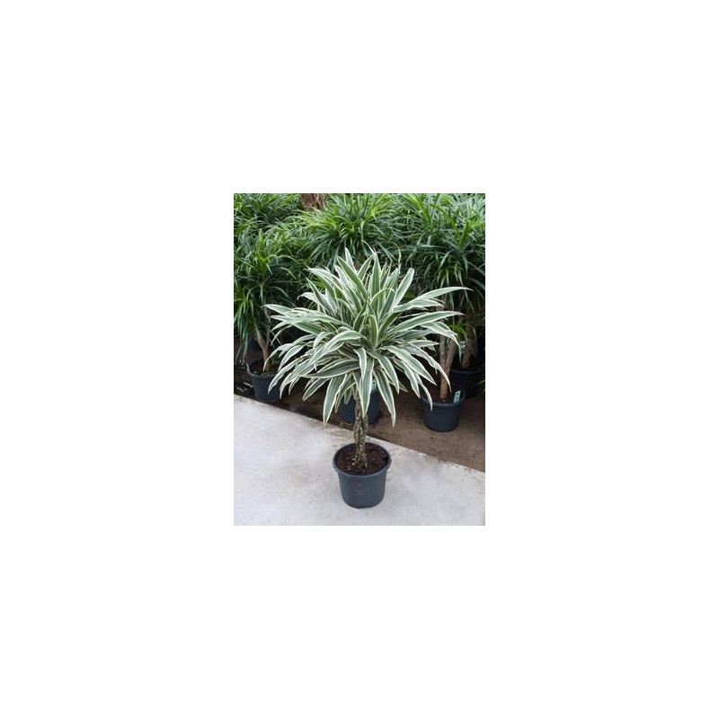 Dracaena white stripe torsadé