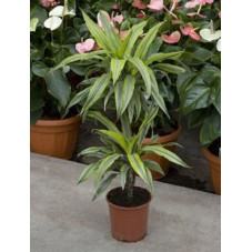 Dracaena limon lime