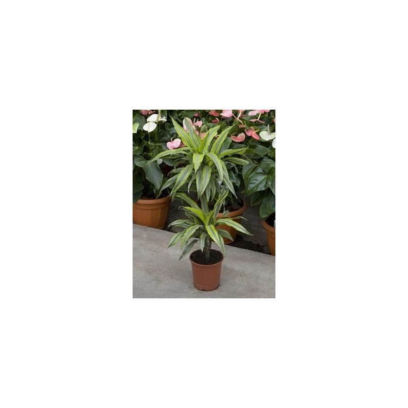 Dracaena limon lime