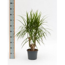 Dracaena marginata