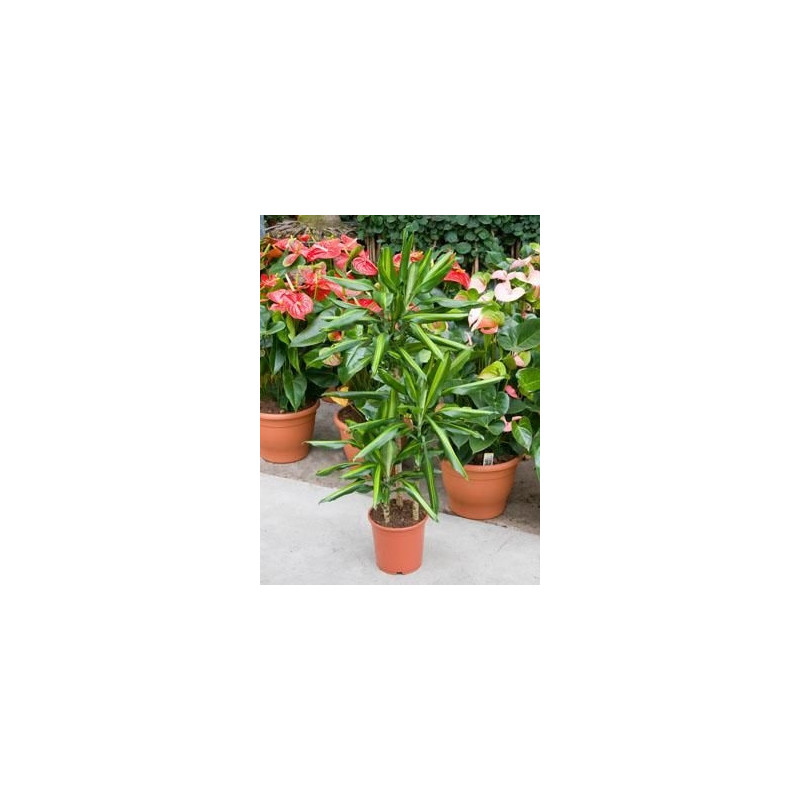 Dracaena cintho Dracaena cintho