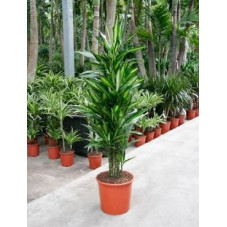 Dracaena cintho