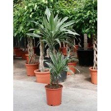 Dracaena deremensis