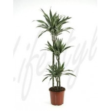 Dracaena deremensis