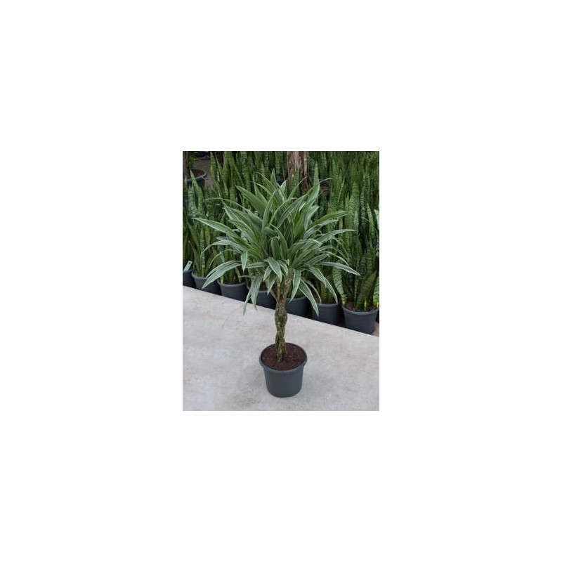 Dracaena deremensis torsadé