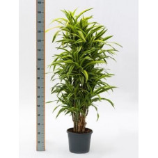 Dracaena lemon lime