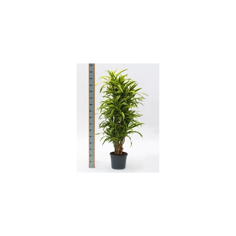 Dracaena lemon lime