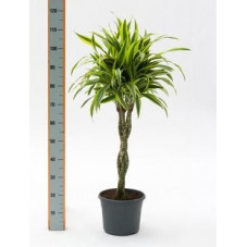Dracaena lemon lime  torsadé