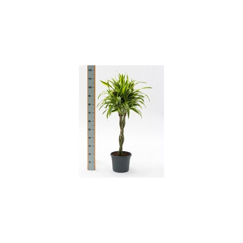 Dracaena lemon lime  torsadé