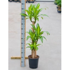 Dracaena massangeana