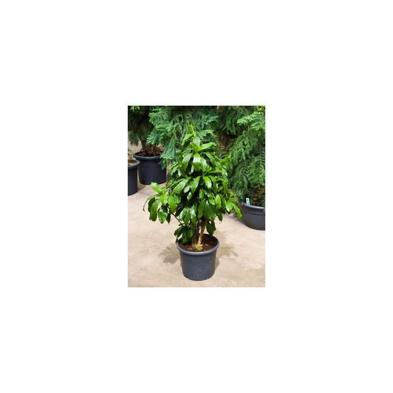 Dracaena pubescens Dracaena pubescens