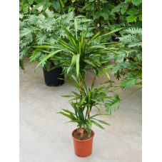 Dracaena riki