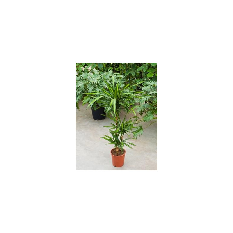 Dracaena riki Dracaena riki
