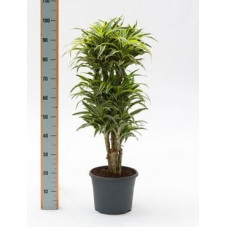 Dracaena surprice