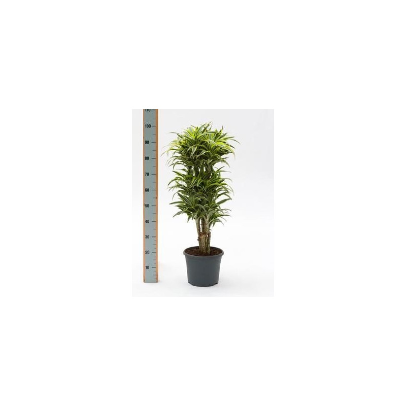 Dracaena surprice