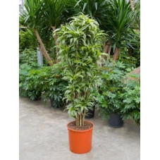 Dracaena surprice