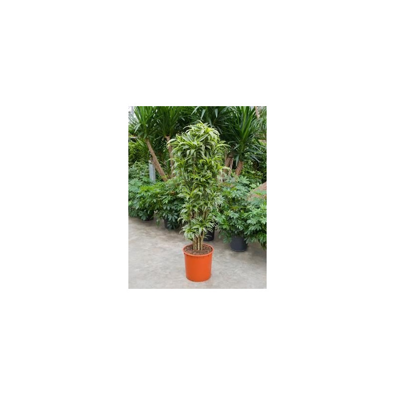 Dracaena surprice Dracaena surprice