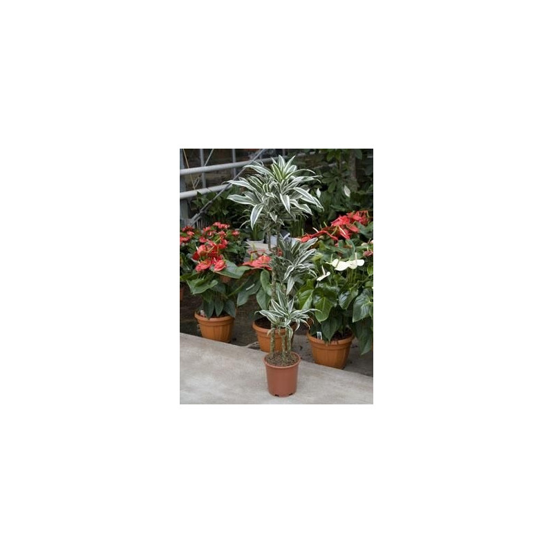 Dracaena white jewel Dracaena white jewel
