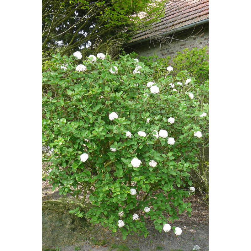 Vibirnum opulus " roseum " Vibirnum opulus " roseum "