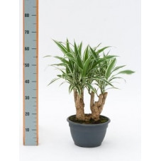 Dracaena white stripe  tronc