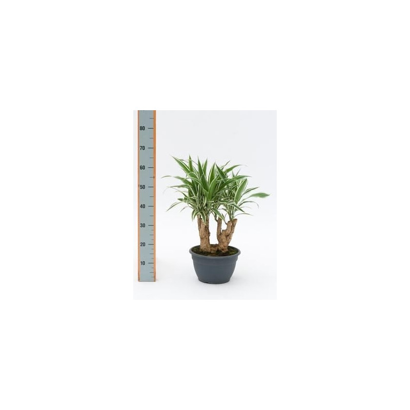 Dracaena white stripe  tronc